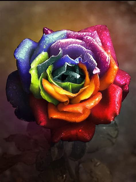 5d Diamond Painting Beautiful Rainbow Rose Kit Bonanza Marketplace