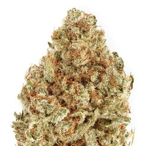 Check spelling or type a new query. MONSTER COOKIES (GIRL SCOUT COOKIES x YETI OG) Medical ...