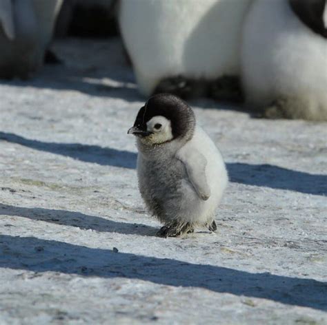 Our Planet Daily On Instagram “baby Penguin Waddling His Way Through 🐧