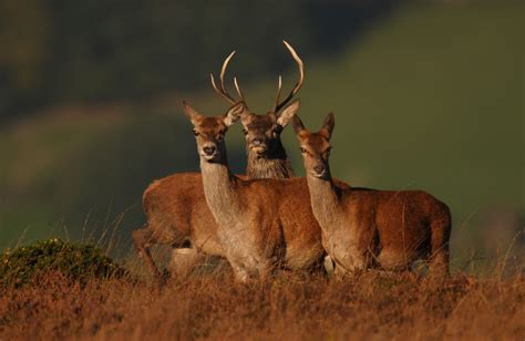 Wildlife In Cornwall Red Deer Stags Exmoor Cervus Elaphus