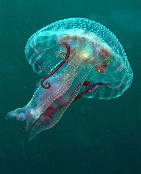Jellyfish Beautiful Sea Creatures Sea Creatures Ocean Creatures