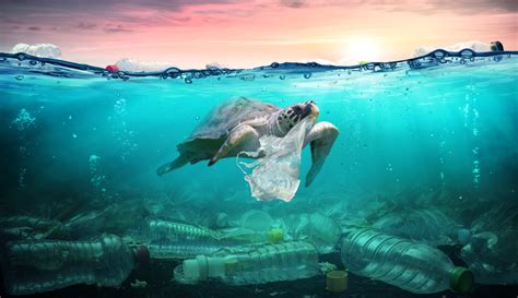 La Contaminación Por Plástico En El Mar Afecta A Estas Especies
