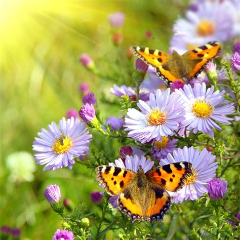 Spring Flowers And Butterflies Cool Wallpapers