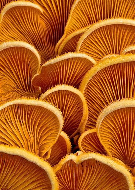32 Intriguing Examples Of Fungi Photography