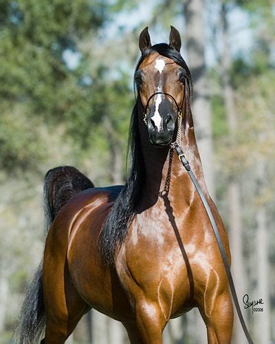 Bask Afire Bey 🇺🇸 1412000 Arabian Bay Stallion Afire Bey V