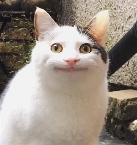 Las Mejores Caras De Gatos Para Memes Armadyne Mx