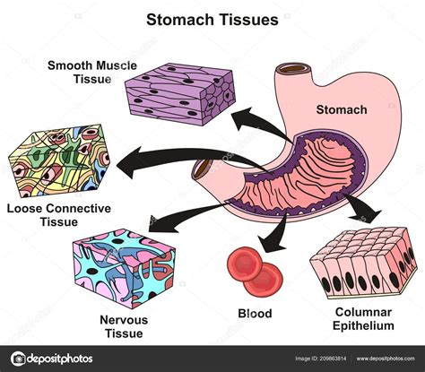 Stomach Tissues Types Structure Infographic Diagram Including Smooth