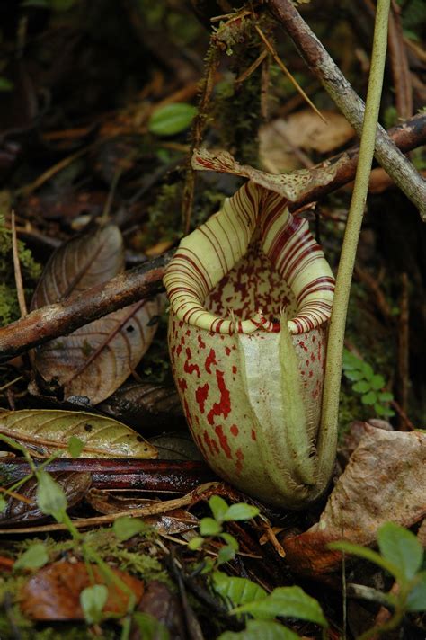 Well, it actually defines a tuple, but let's go with this. Nepenthes burbidgeae - Wikipedia