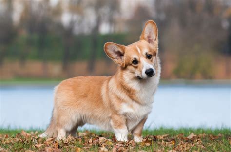 Find a corgi on gumtree, the #1 site for dogs & puppies for sale classifieds ads in the uk. Welsh Corgi Pembroke Dog Breed Information, Buying Advice ...