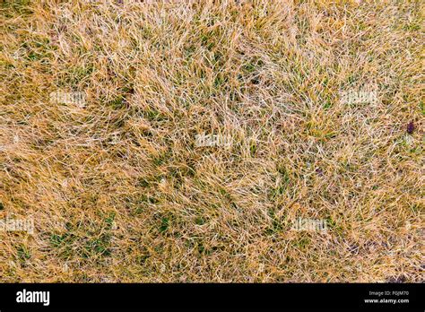Dead Grass Texture High Resolution Stock Photography And Images Alamy