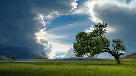 Lonely Tree Wallpapers Wallpaper Cave