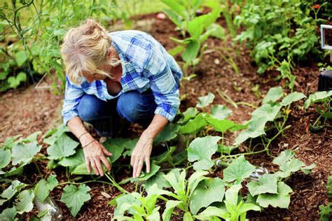 Caucasian Gardener Examining Plants In Garden Stock Photo Dissolve