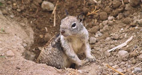 Get Rid Of Ground Squirrels Everything You Need To Know Wildlife Pros