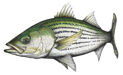A Multitude Of Fins Striped Bass Illustrations And Wildlife Art