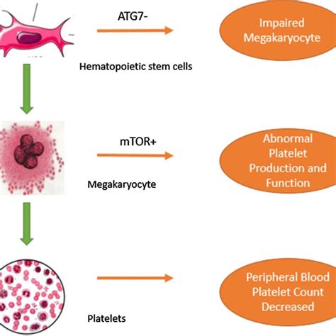 Recent Evidence Describing The Pathogenesis Of Autophagy In Itp