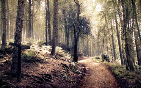 Forest Path High Definition Widescreen Wallpaper Forest Free Pictures