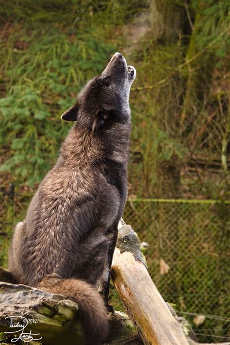 Kenais Back Howl Wolf Love Beautiful Wolves Wolf