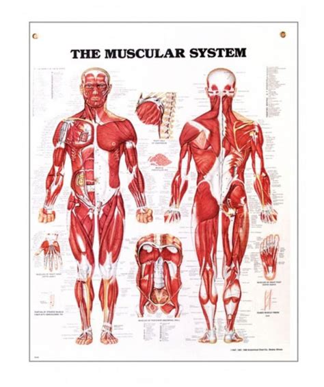 Printable Muscle Anatomy Chart Printable Muscular System