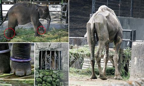 Heartbreaking Animal Treatment At Surabaya Zoo Graphic Images Page 1