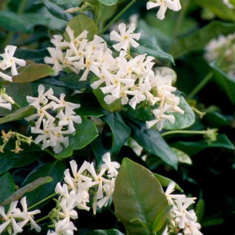 25 Qt Confederate Large Leaf Jasmine Star Jasmine Live Vine Plant
