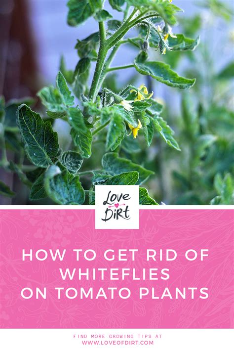How To Get Rid Of Whiteflies On Tomato Plants White Flies Plants