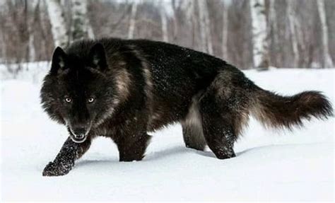What Is A Black Wolf Hybrid