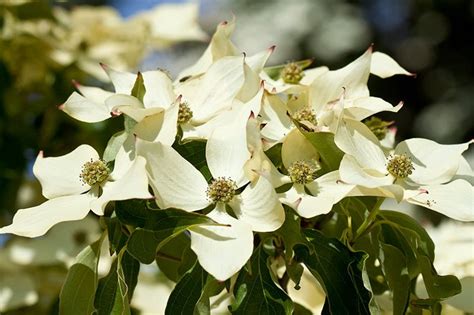 Evergreen flowering plants represent the best of both worlds. Top 10 flowering trees for small gardens / RHS Gardening