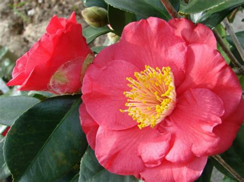 Alabama State Flower The Camellia This One Is Called Gunsmoke And