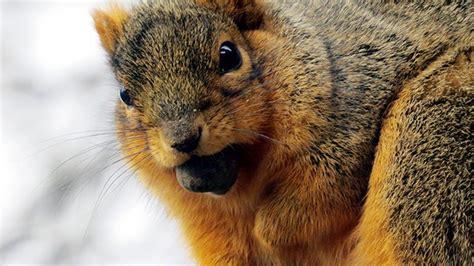 Warm Winter Means Plenty Of Adorable Fat Squirrels The