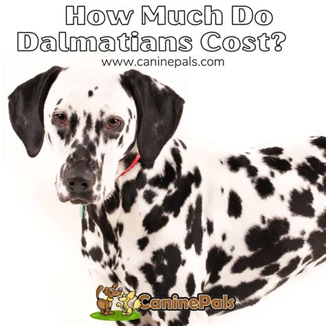 How Much Do Dalmatians Cost Canine Pals