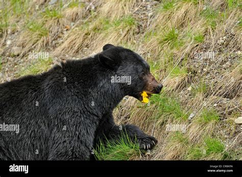 American Black Bear Ursus Americanus Foraging For Dandelions And