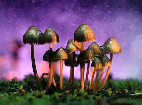 Oakland California Decriminalized Shrooms Peyote And Other
