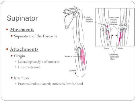 Ppt The Elbow Powerpoint Presentation Id2954998