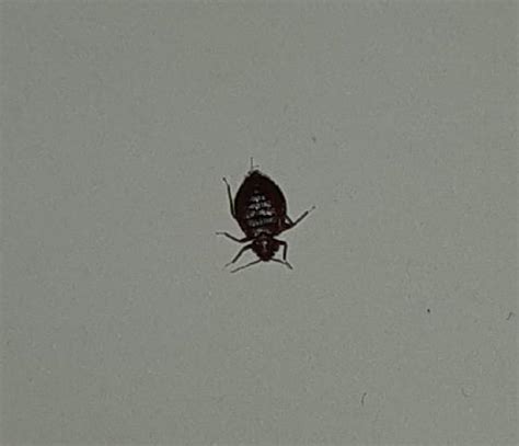 Is This A Bed Bug This Was Crawling On My Ceiling Caught It On My