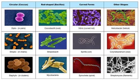 Microorganisms Or Microbes Are Microscopic Organisms That Exist As