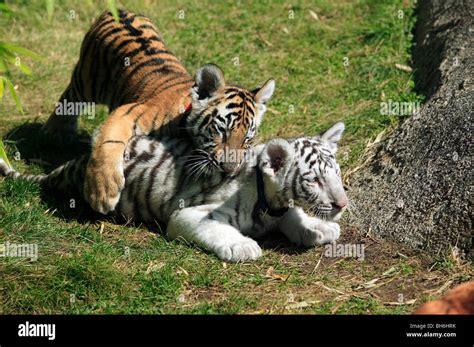 Two Young Bengal Tiger Cubs Play Fighting At Cougar Mountain Zoo Stock