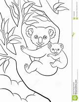 Koala Coloring Pages Baby Tree Cute Sleeping Little Mother Sits Her Forest Preview sketch template