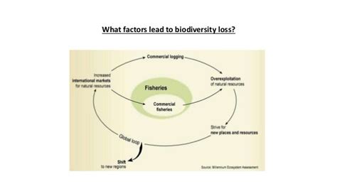 Biodiversity Loss And Conservation Biology
