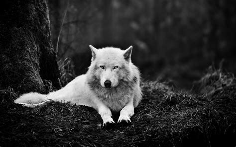 Here you can find the best 4k wolf wallpapers uploaded by our community. 4K Wolf Wallpaper - WallpaperSafari