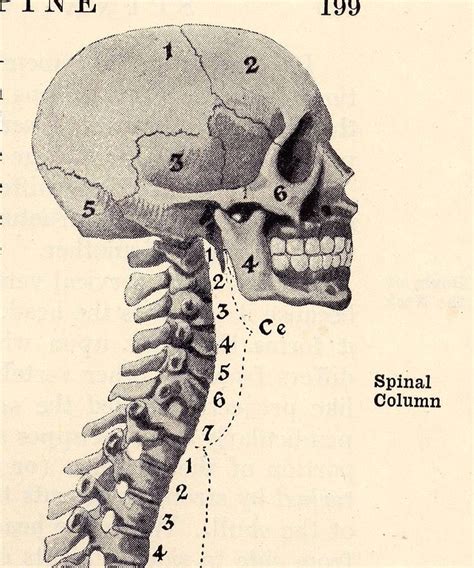 Human Skull Spine Bare Bones Skeletal System Anatomy Chart