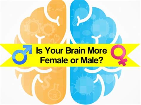 Is Your Brain More Male Or Female • Quiz Cow
