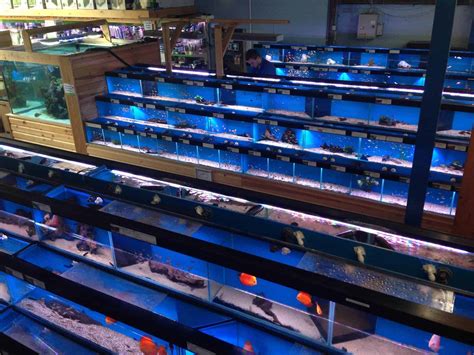 Staines Maidenhead Aquatics Fish Store Review Tropical Fish Site