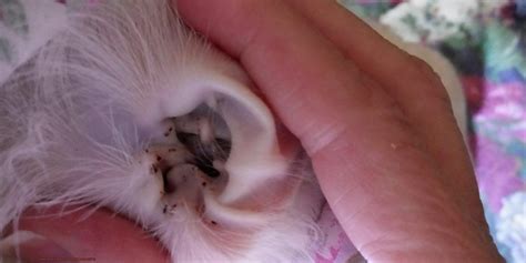 Difference Between Dirty Cat Ears Vs Ear Mites