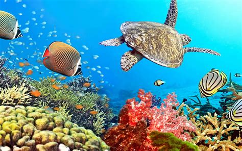 Hd Wallpaper Fishes Underwater Tropical Coral Reef Ocean