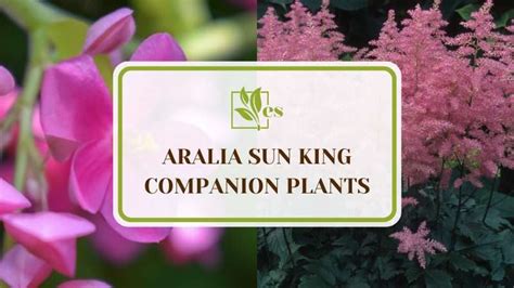 3 Aralia Sun King Companion Plants Bold And Beautiful Evergreen Seeds