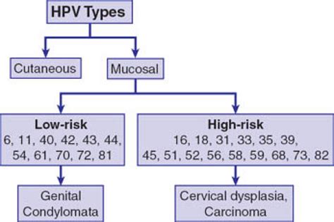 Human Papillomavirus Infection And Cervical Cancer Screening And