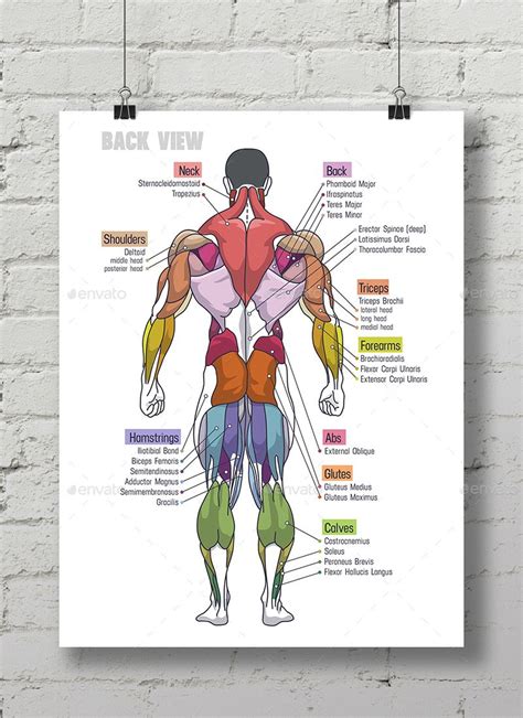 Muscle Anatomy Сhart Preview Graphicriver Skeletal Muscle Anatomy