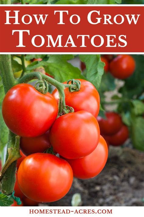 How To Grow Tomatoes Ultimate Beginners Guide Tips For Growing