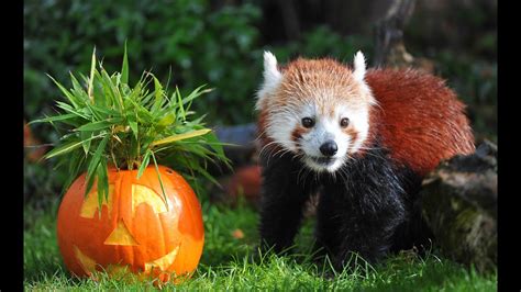 Zoo Animals Pumpkins Halloween ~ Furosemide