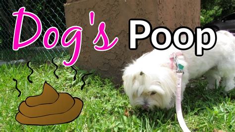 Why Is My Dogs Poop Black Updated August 2022 Wikidoggia